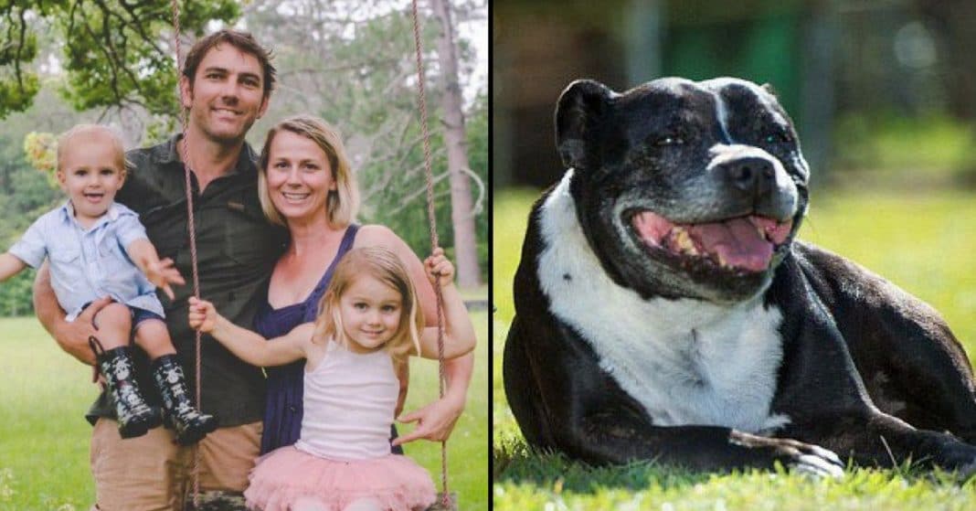 Dramatic Rescue: Family Dog Drags Father to Dam, Heart-Stopping Discovery Await