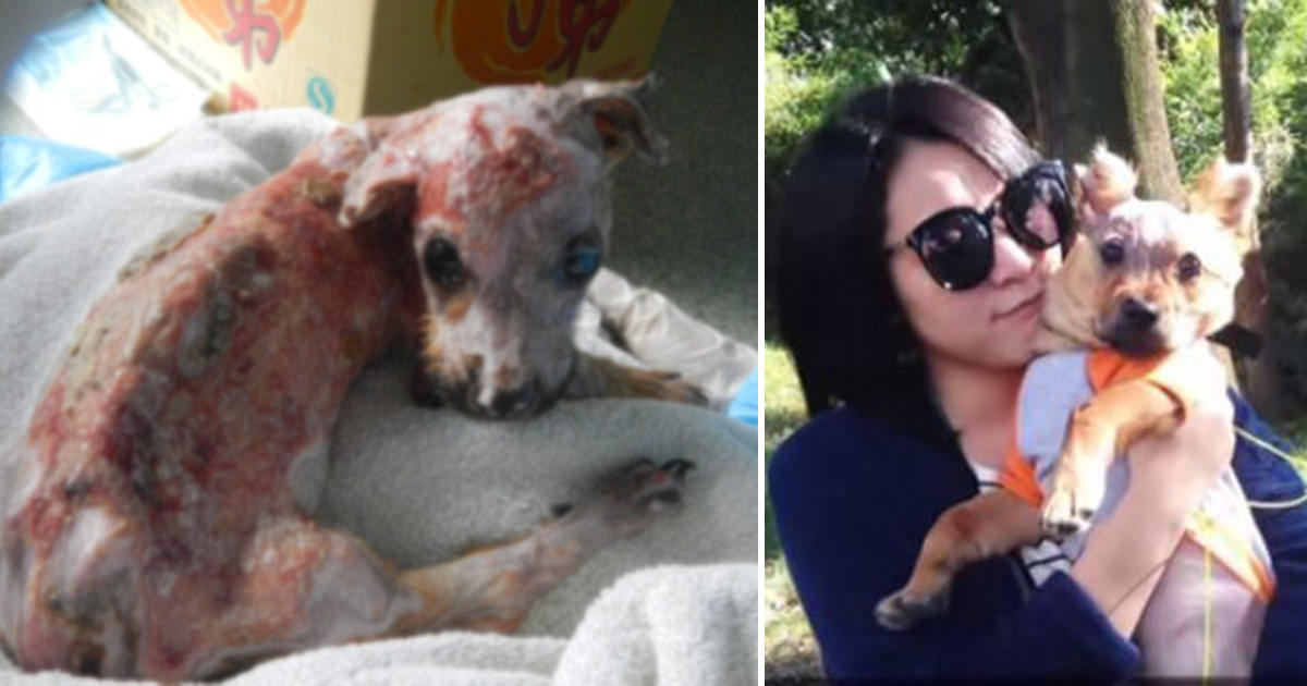 Fiery Response: Owner’s Phone-Biting Puppy Met with Extreme Reaction