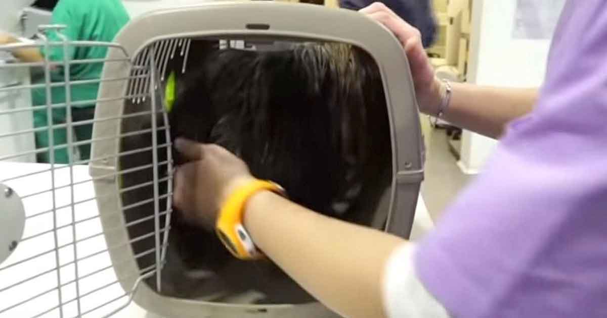 From Captive to Free: Daring Vet Rescues Dog Trapped for Life
