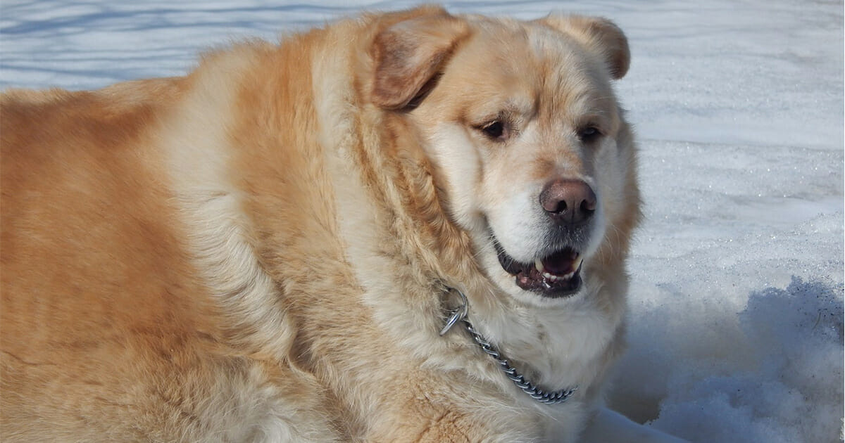 From Drastic Measures to Happy Endings: A Man’s Journey to Saving His Overweight Dog