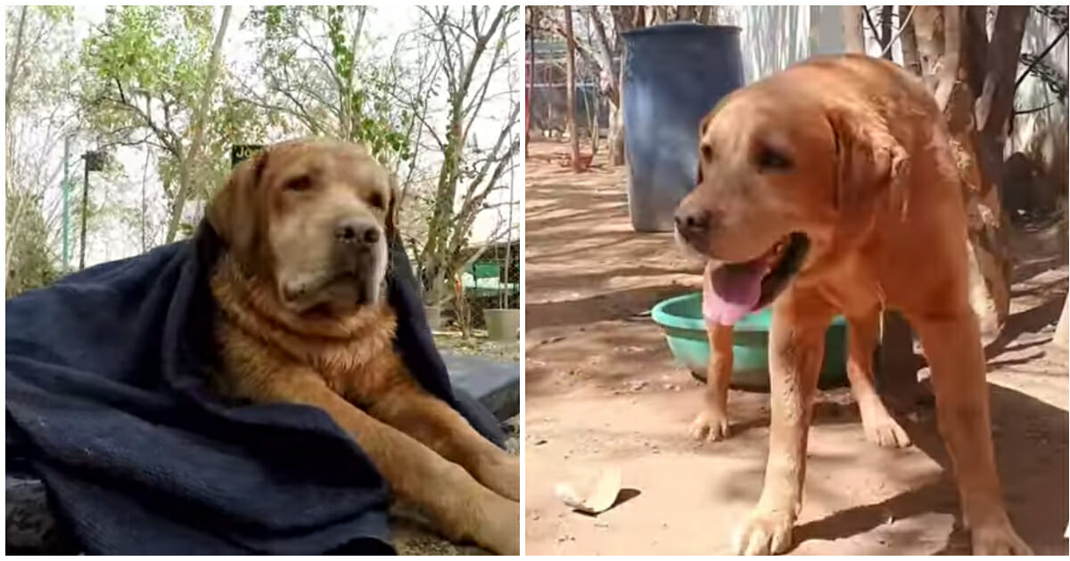 From Dumped to Loved: The Inspiring Rescue of a Disabled Dog