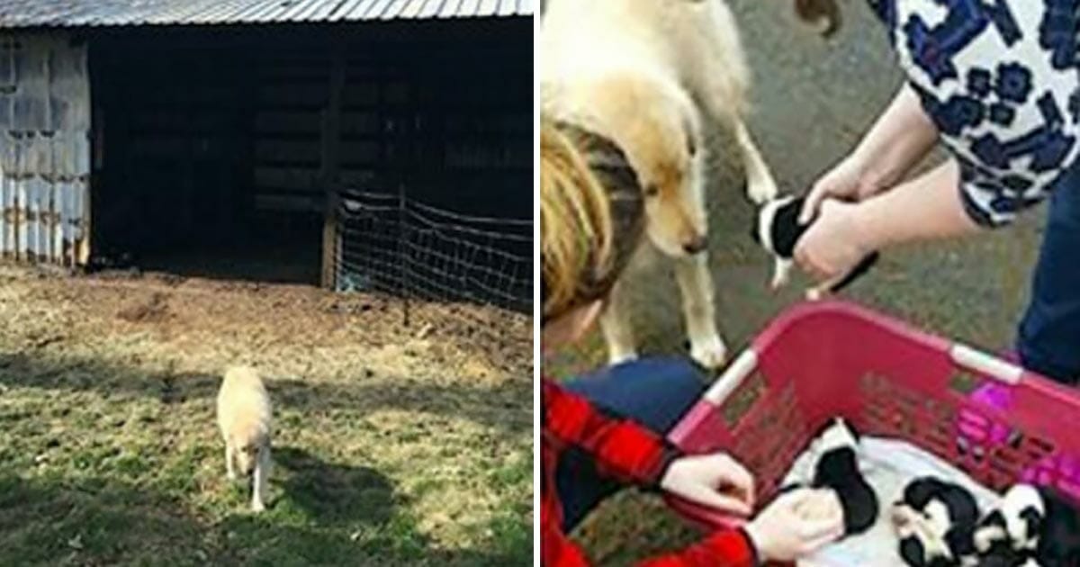 From Heartbreak to Happiness: How Daisy the Dog Found Joy Again Through Adoption