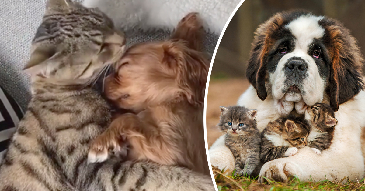 Furry Friends Forever: 13 Heartwarming Signs Dogs and Cats Truly Love Each Other