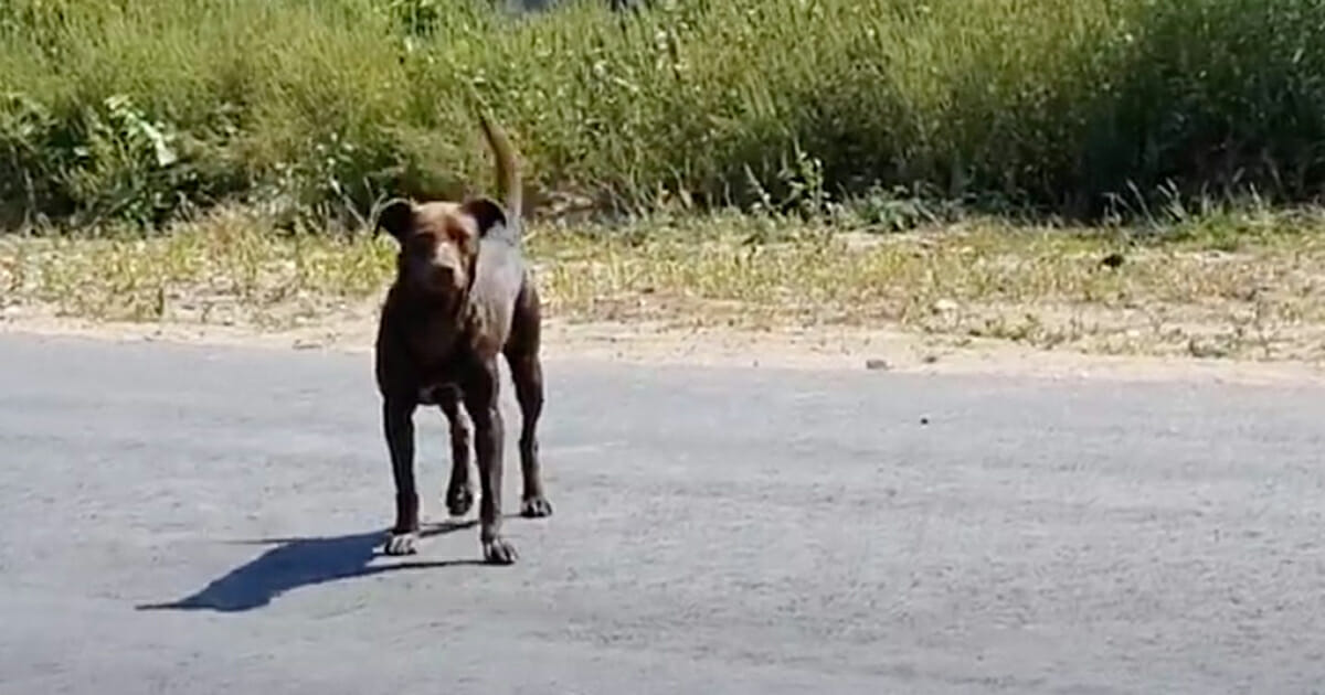 Guardian Angel: Dog Waits Outside Store Daily, Hopes for Rescue – Then Spots Woman