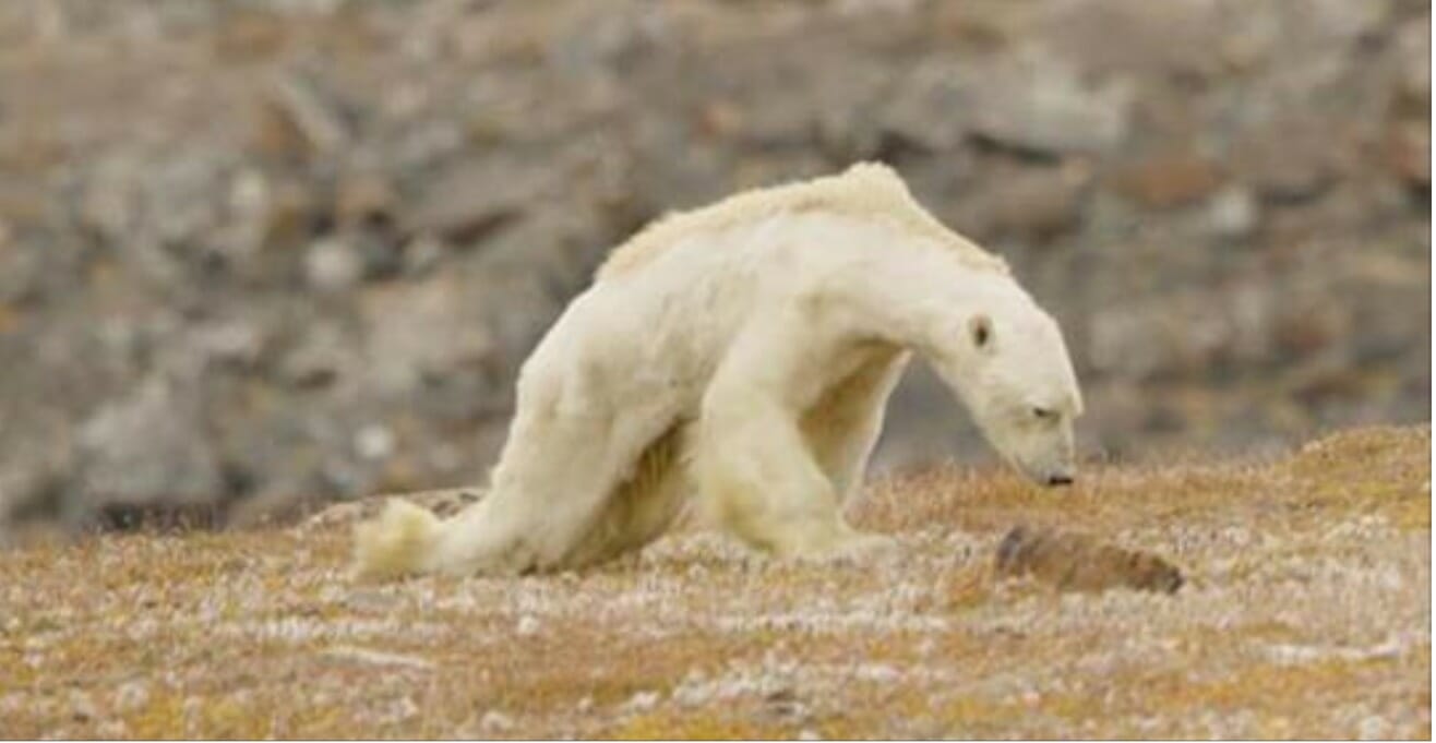 Hungry Polar Bear: A Lesson in Planet Preservation