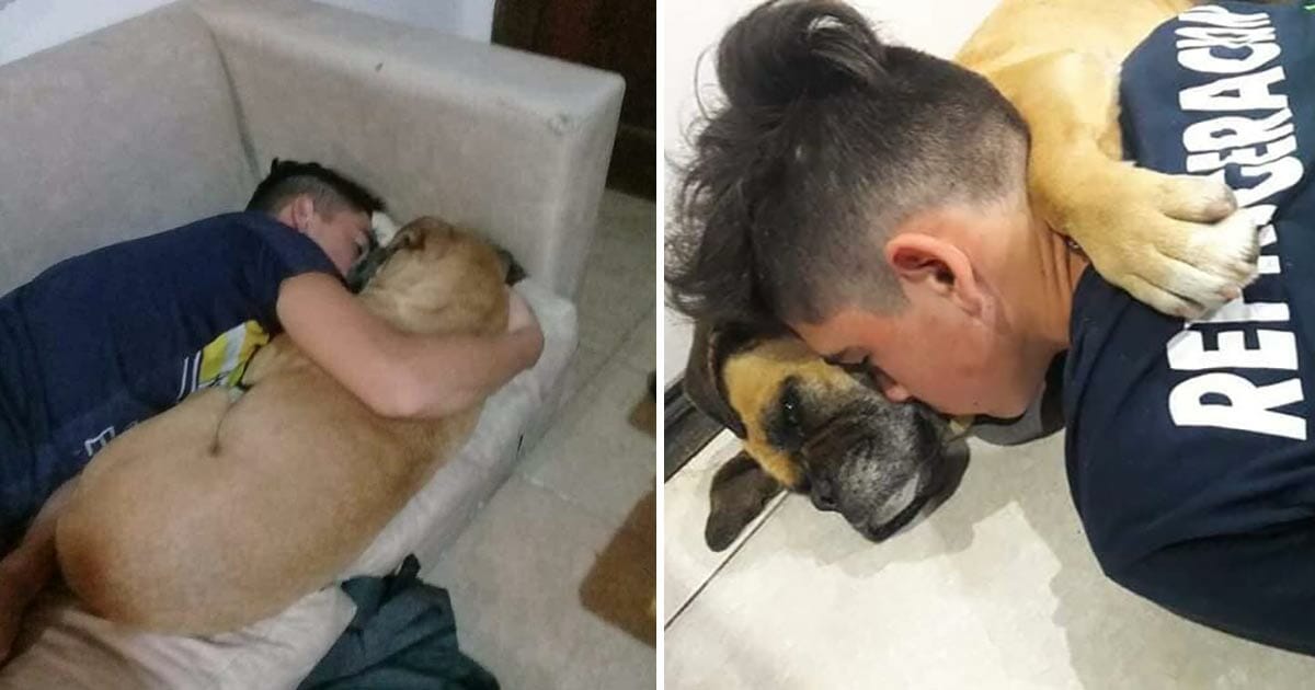 Innocent Life Lost: Dog Dies of Fear in Owner’s Arms After Loud Rocket Explosions