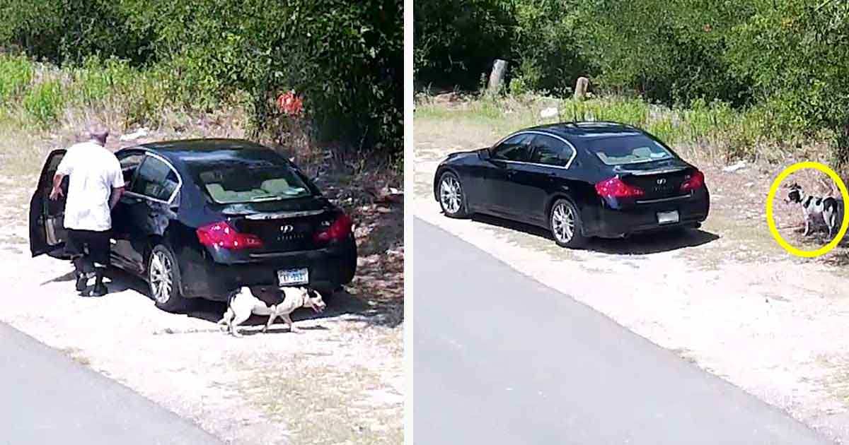 Invisible Car Stopper: Shocking Footage Sparks Outrage Among Animal Lovers