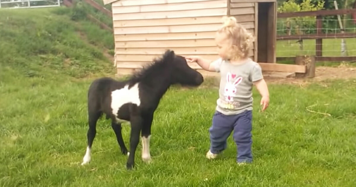 Little Girl Gives Foal a Kiss – Pony’s Reaction Will Melt Your Heart