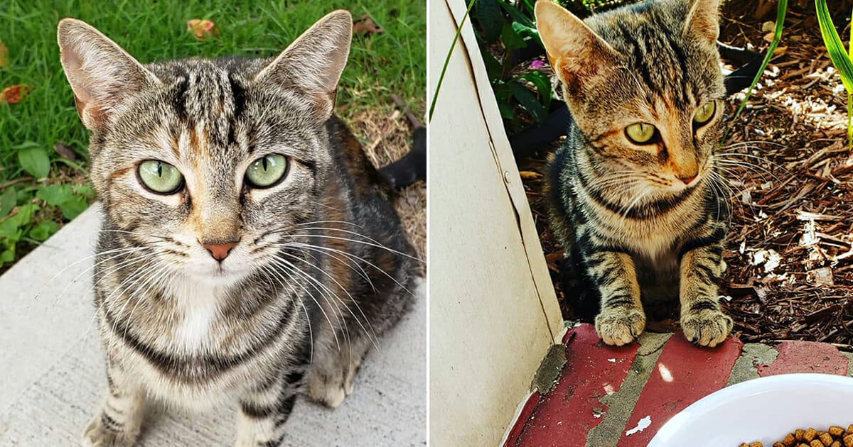 Mysterious Disappearance: Woman Makes Shocking Discovery as Household Cat Vanishes Overnight