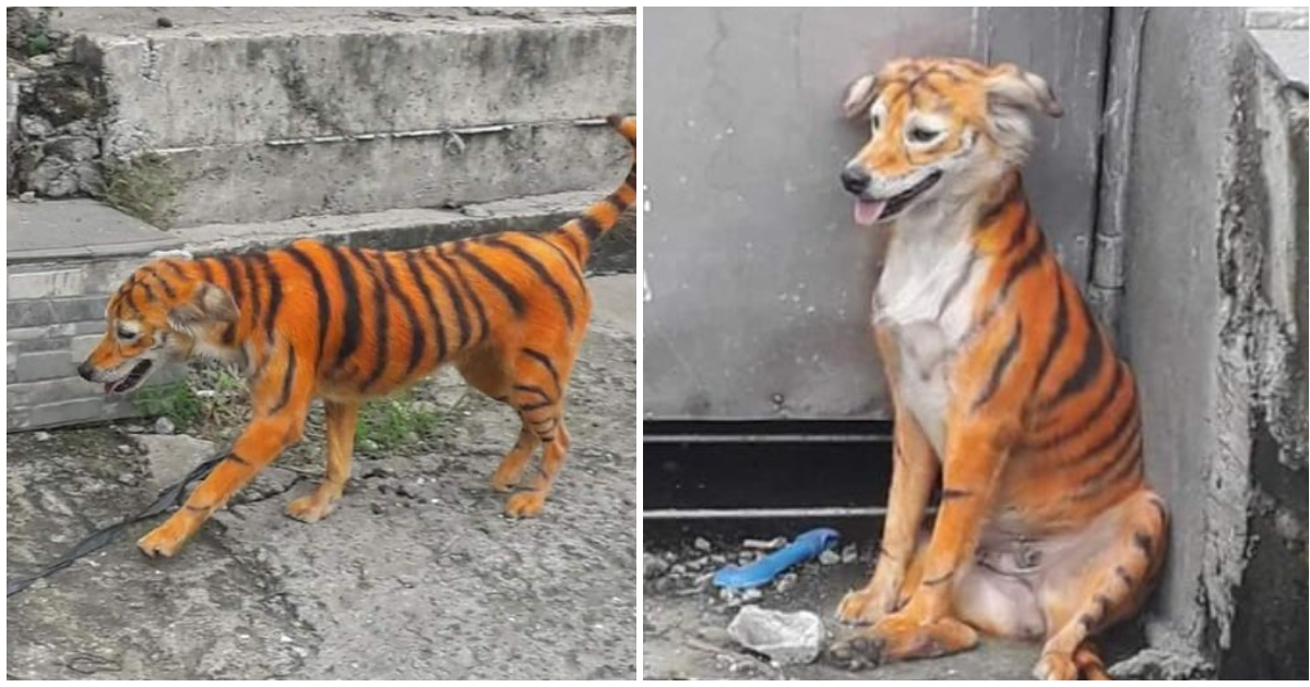 Painted Street Dog: A Stripe of Fun