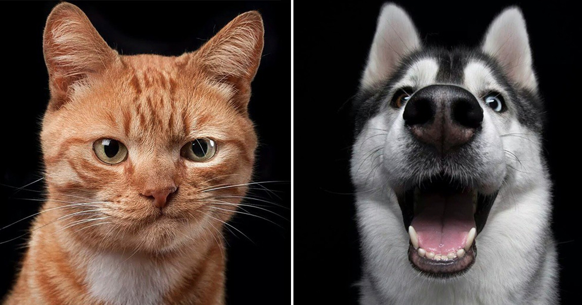 Purr-fectly Captured: Photographer Robert’s Unique Feline Portraits Will Amaze You