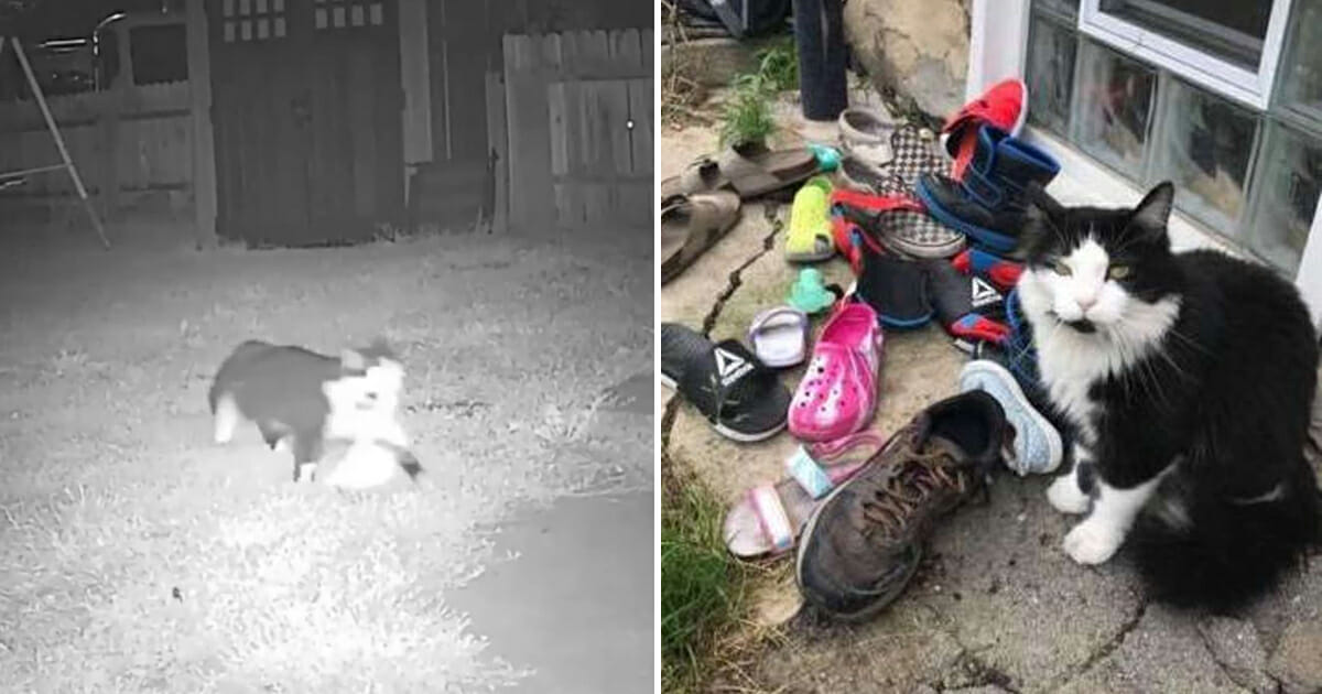 Purr-fectly Mysterious: Woman Discovers Her Cat’s Secret Shoe Fetish