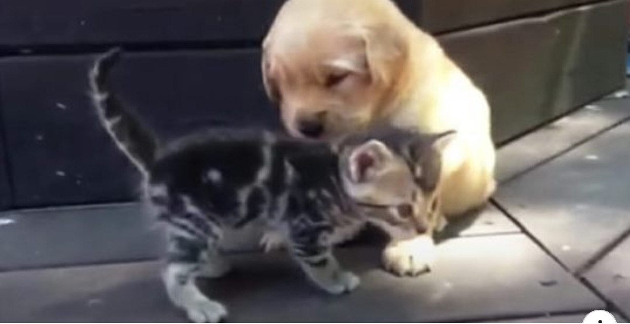 Purrfect Playdate: Kitten tries to befriend puppy – Golden Retriever’s reaction is priceless