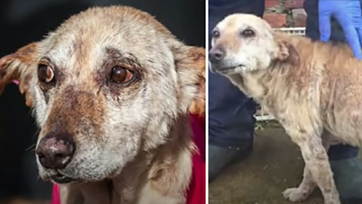 Rescue Dog’s Second Chance: A Heartwarming Tale of Hope