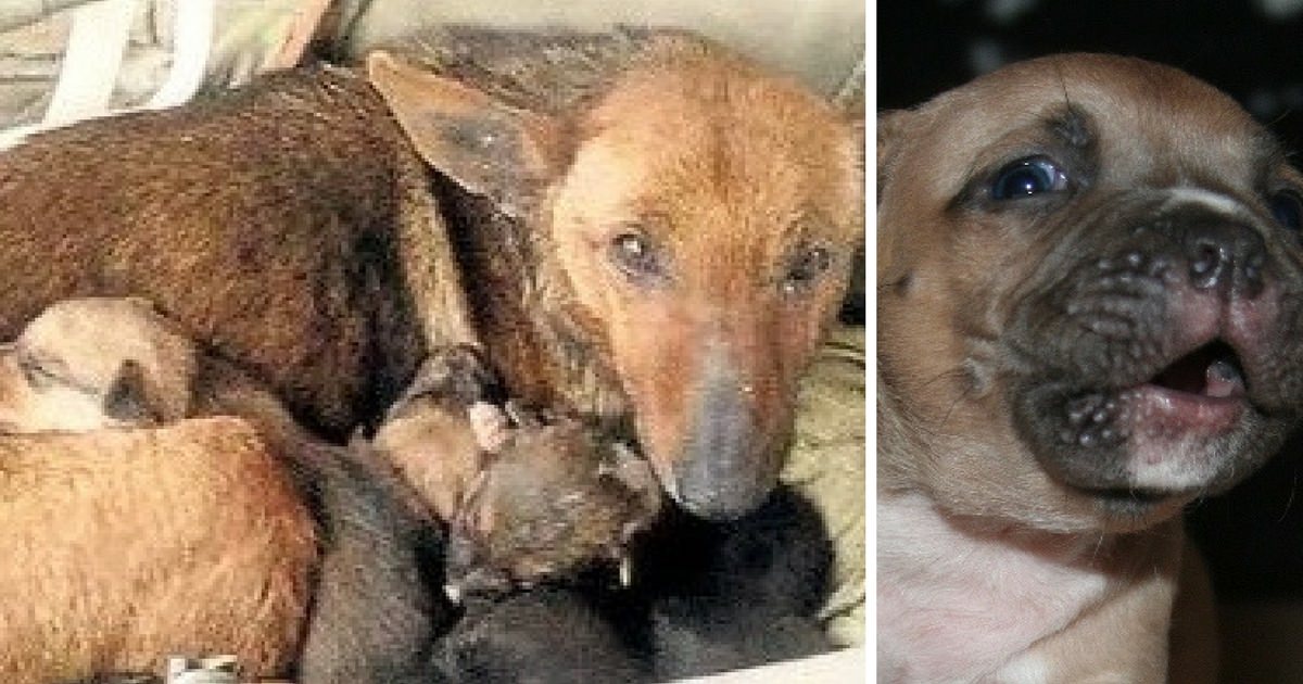 Rescued: Street Dog with 6 Trembling Puppies Uncovered an Unexpected Guardian