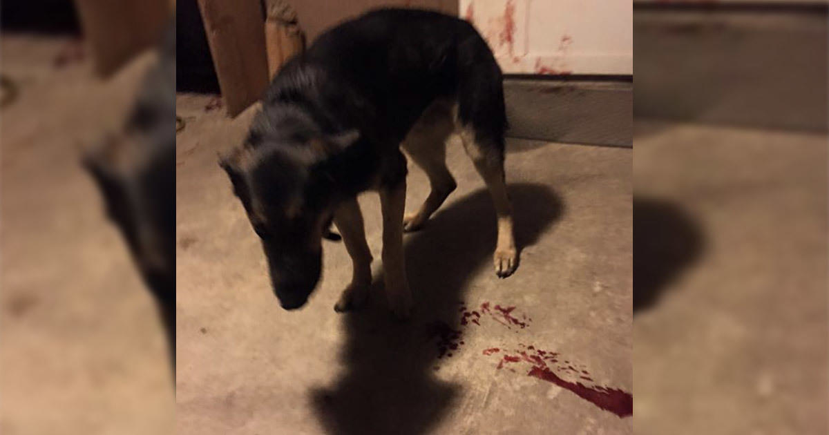 Shocking Discovery: Family Finds Bloodied Dog in Front Yard with Alarming Note