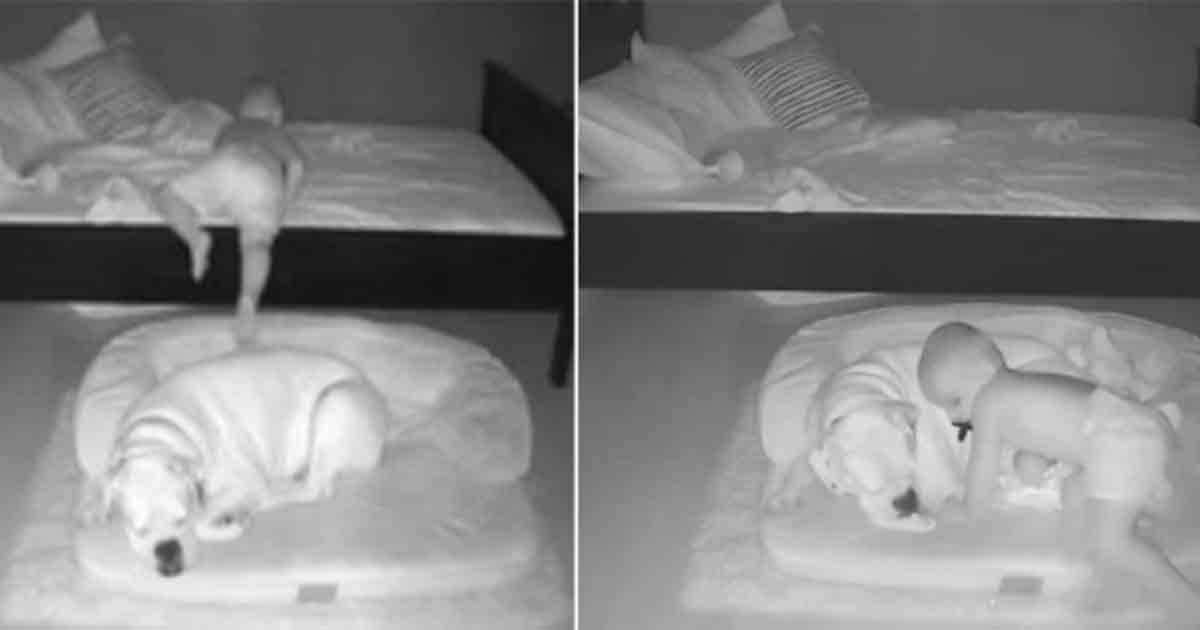 Sleepless Child Finds Comfort in Dog’s Bed – Heartwarming Display of Canine Patience