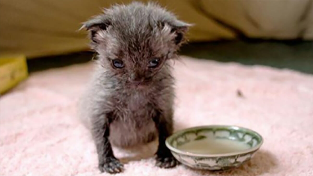 Stray Kitten Found on Street with Still-Attached Umbilical Cord