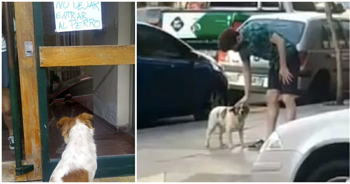 Stray Pup, Happy Home: Strangers Rescue Unwanted Dog