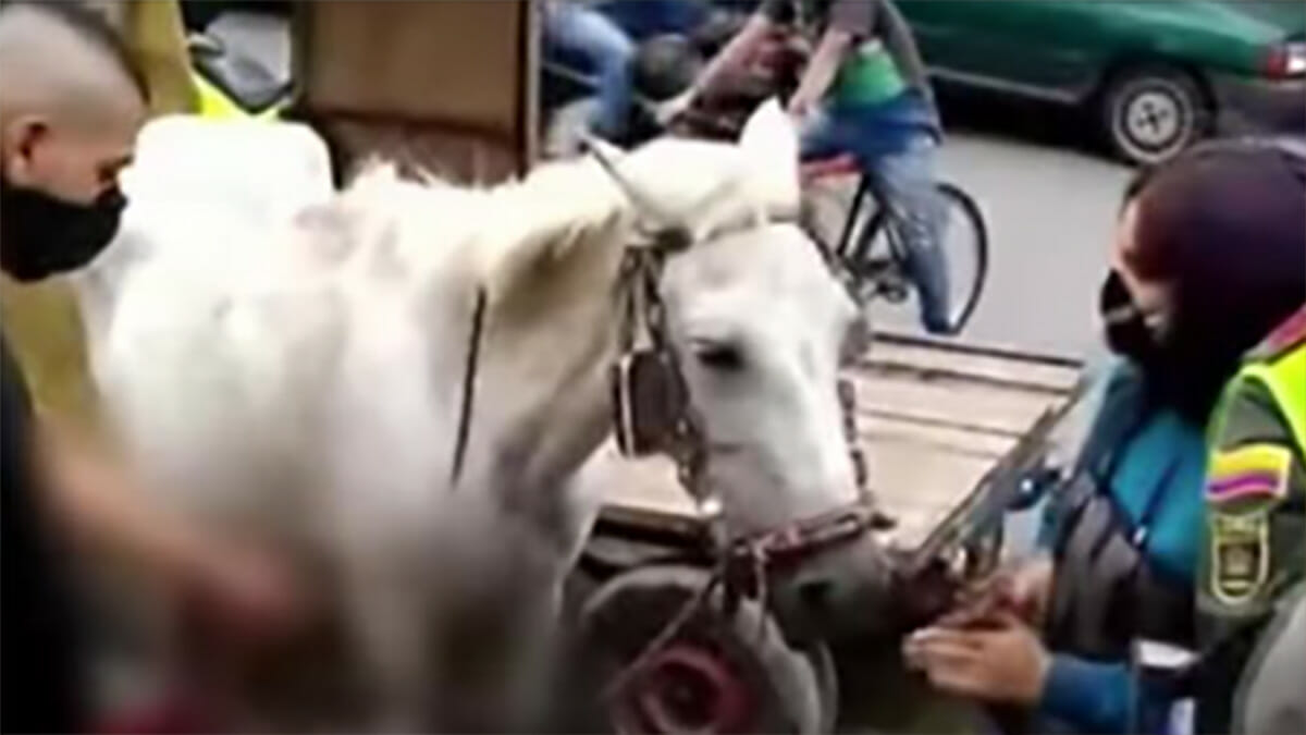 Street Birth: Horse Forced to Pull Heavy Cart While Giving Birth