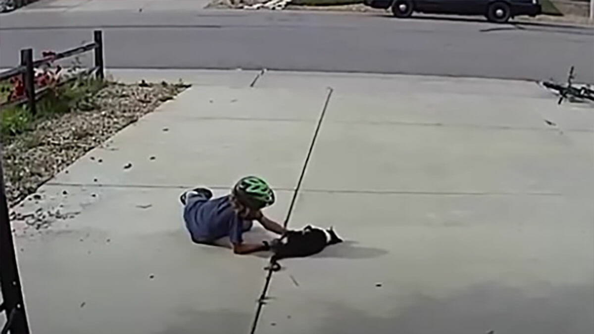 The Boy Who Sneakily Visits this ‘Spooky’ Cat Every Day to Give Him Some Love