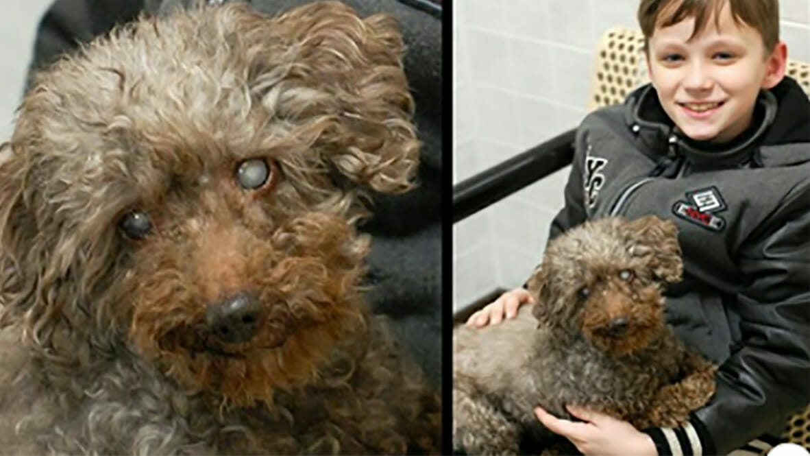 The Heartwarming Story of a Boy Choosing the Oldest, Deaf and Blind Dog at the Animal Shelter