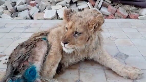 Tragedy in the Wild: Young Lion’s Legs Broken for Tourist Photos