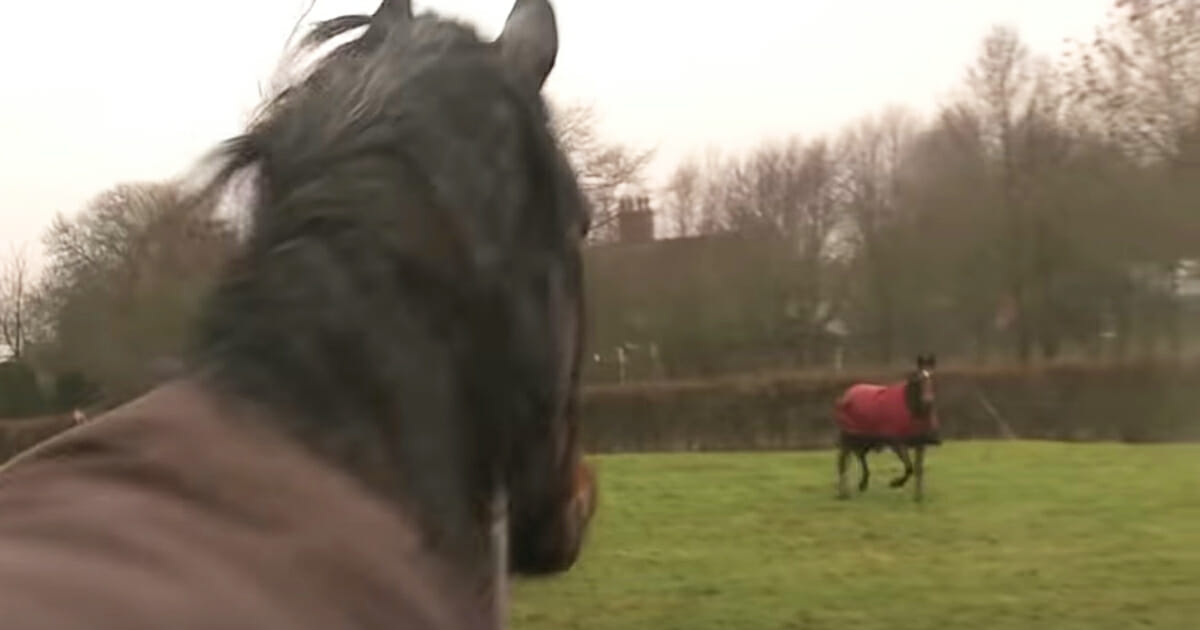 Unforgettable Reunion: Horses Reunite After 4 Years Apart