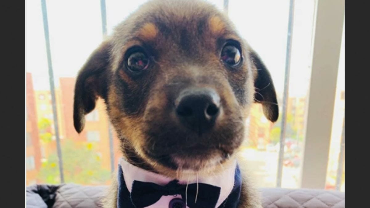 Vicente’s Big Day: Waiting Dressed to Impress, But Adopter a No-Show
